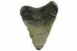 Juvenile Megalodon Tooth - North Carolina #152855-1